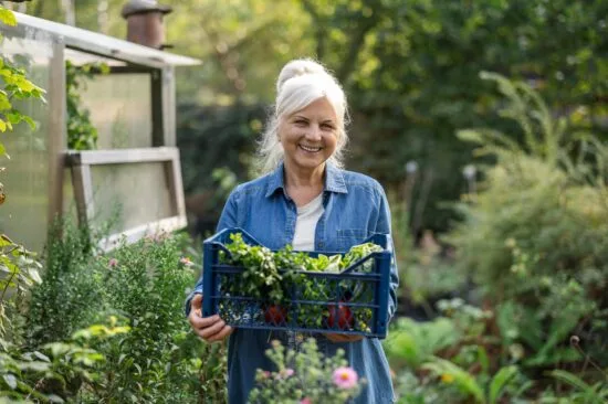 Smiling senior woman holding a box of freshly harvested vegetables from her greenhouse
2534669195